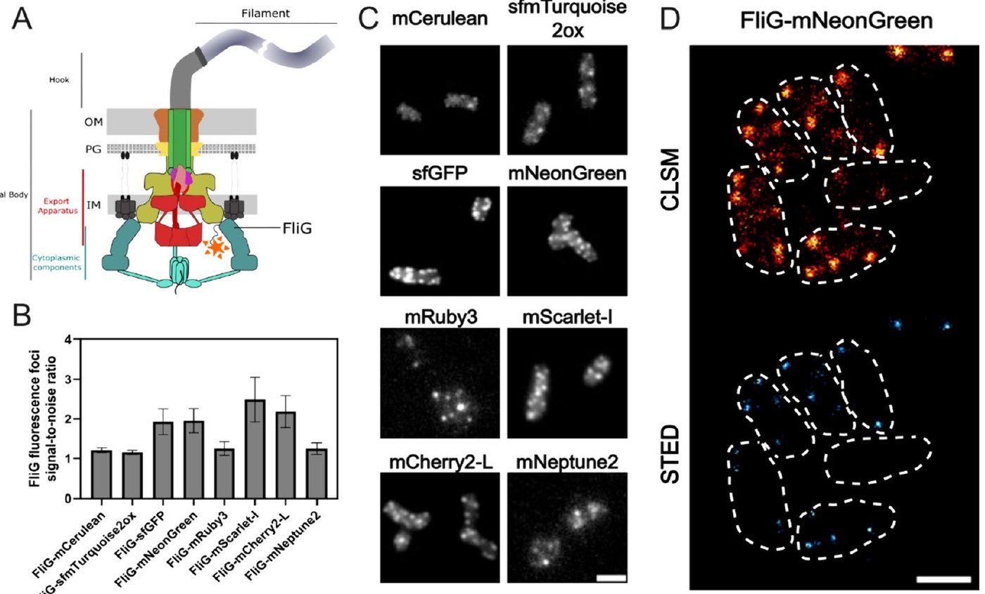 Fig. 6 of Delgadillo-Guevara et al. 2024, Journal of Biological Engineering