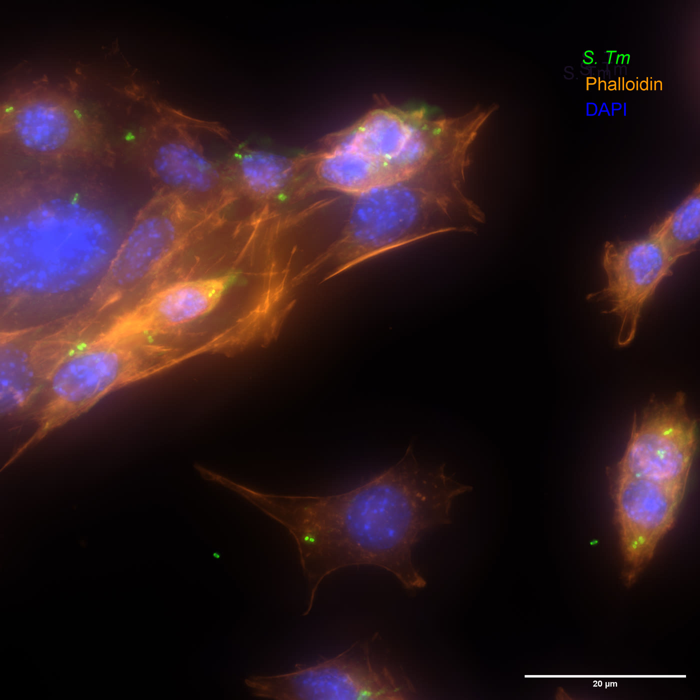 Salmonella on MODE-K epithelial cells