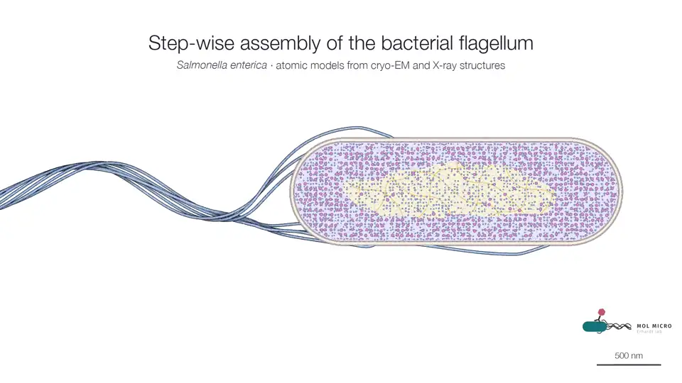 The flagellum assembles in the cell envelope